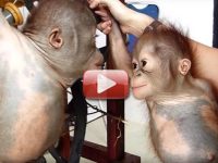 videos de bebes orangutan rescatado
