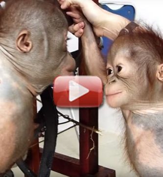 videos de bebes orangutan rescatado