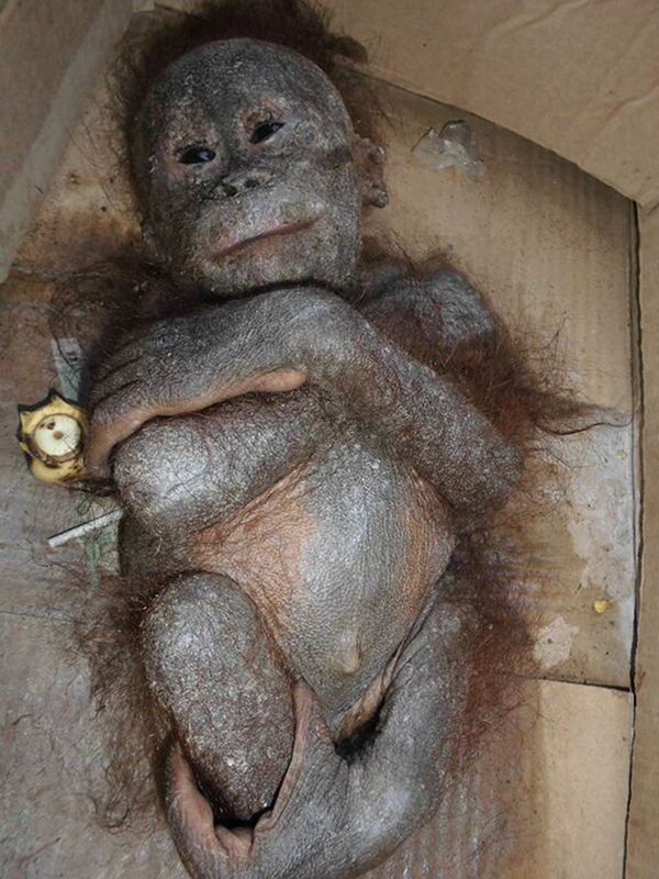 videos de bebes orangutan