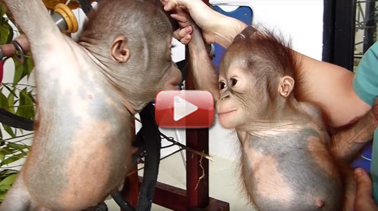 videos de bebes orangutan rescatado