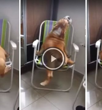 perro obeso sube silla video