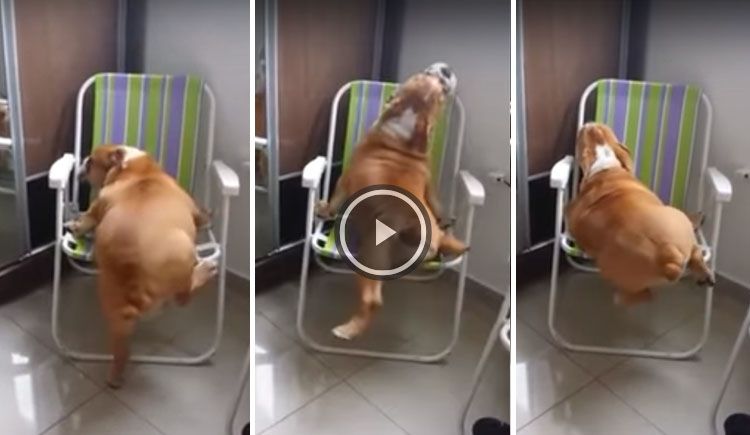 perro obeso sube silla video