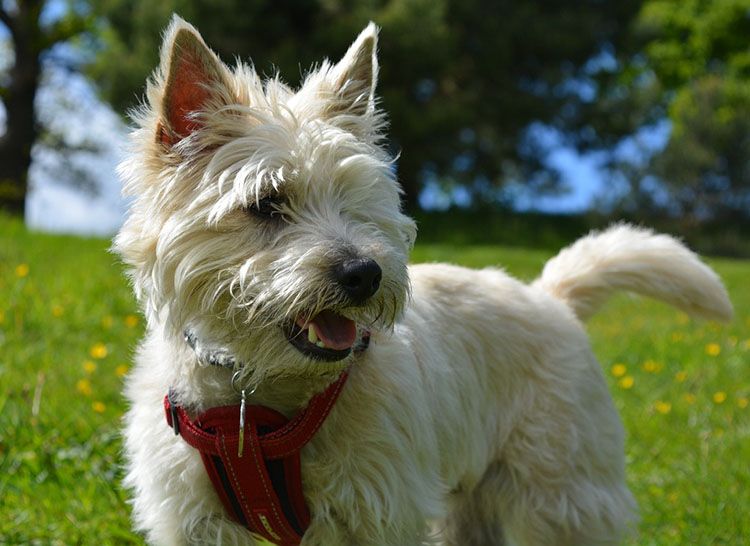 cairn terrier perro