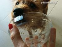 comida buena para cachorros