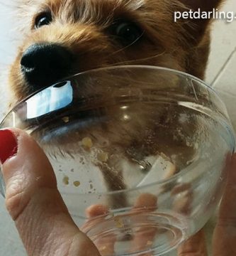 comida buena para cachorros