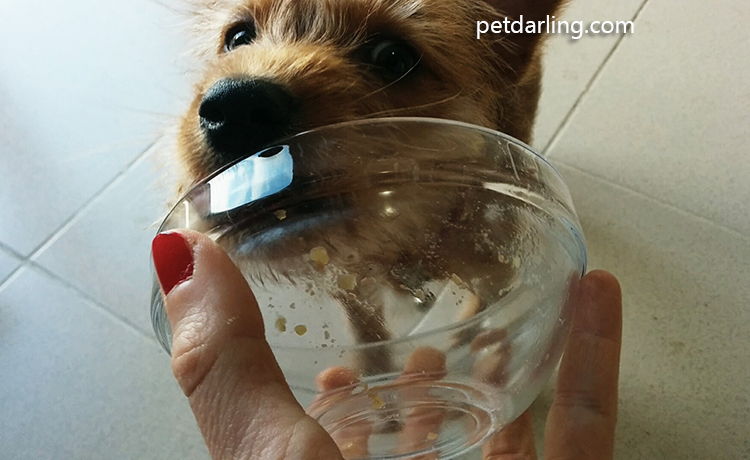 comida buena para cachorros