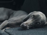 gastroenteritis en perros