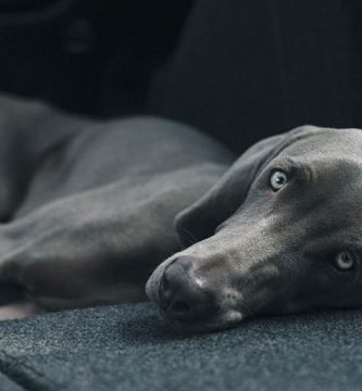 gastroenteritis en perros