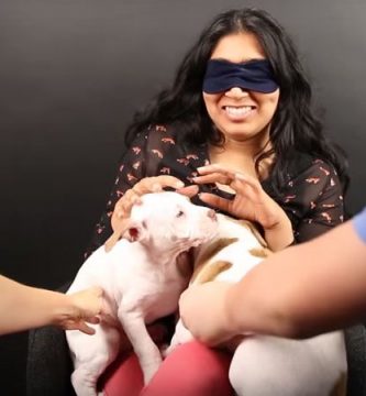 video de pitbulls bebes
