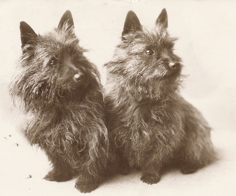 cairn terrier origen