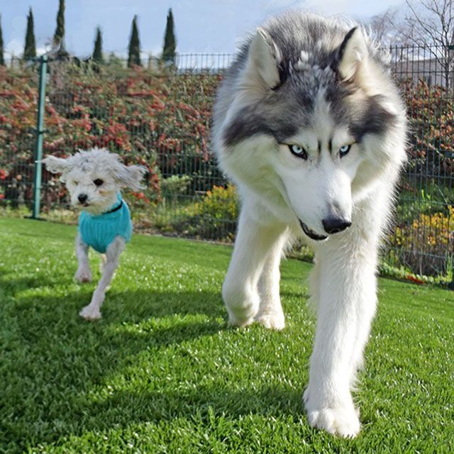 amistad entre perros