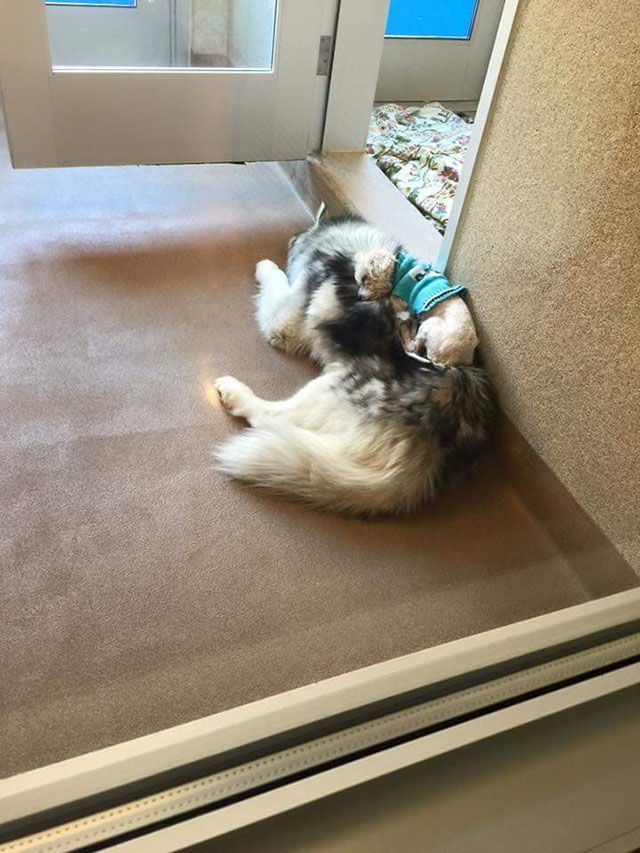 video de huskys rescatados