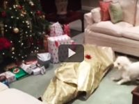 mejor regalo del mundo para un perro