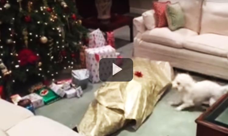 mejor regalo del mundo para un perro