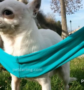 fuegos artificiales perros truco tela vendaje