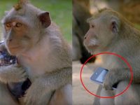 monos roban telefono celular a turistas