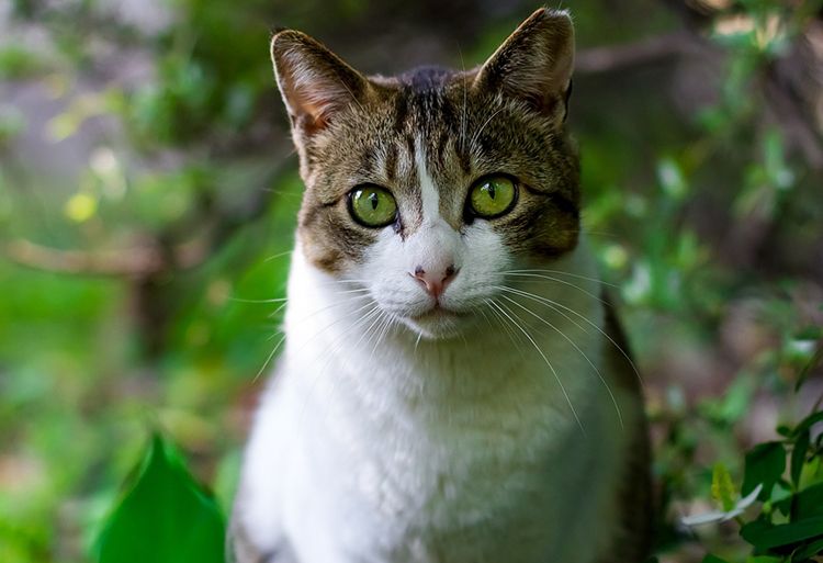 Qué es el moquillo en gatos. ¿El moquillo s es contagioso a personas? Qué es el moquillo en gatos. ¿El moquillo s es contagioso a personas?