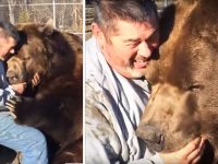 oso gigante abraza cuidador video