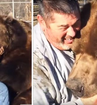 oso gigante abraza cuidador video