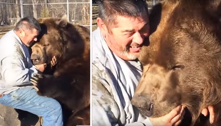 oso gigante abraza cuidador video