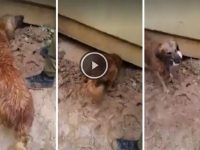 perra salva cachorros riada israel video