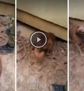 perra salva cachorros riada israel video