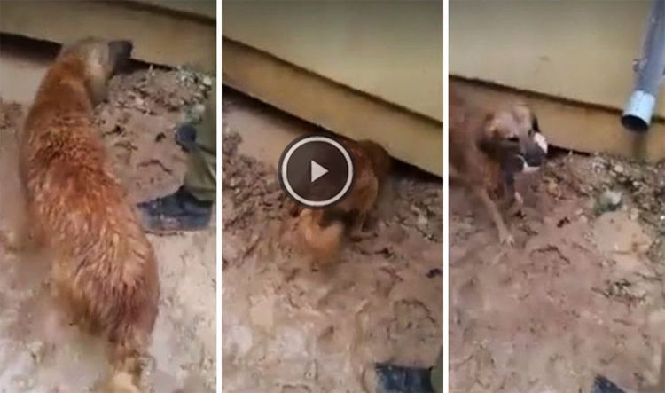 perra salva cachorros riada israel video
