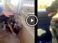 perro miedo a ser acariciado video