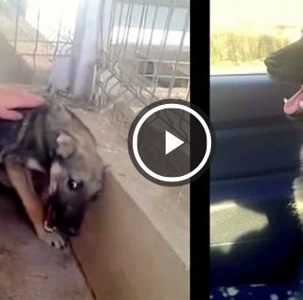 perro miedo a ser acariciado video