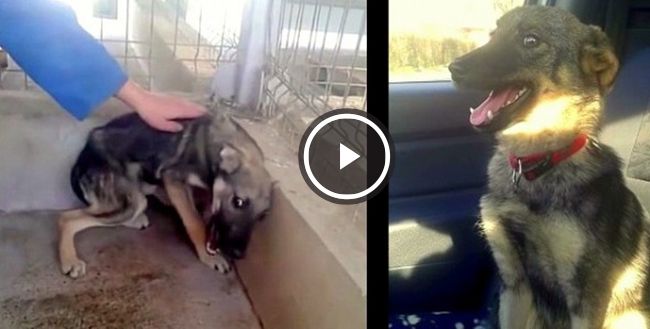 perro miedo a ser acariciado video