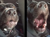 perro canta adele cancion