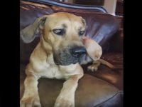 perro esconde sandwich boca video