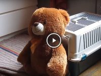 video perro mete oso gigante en su cama