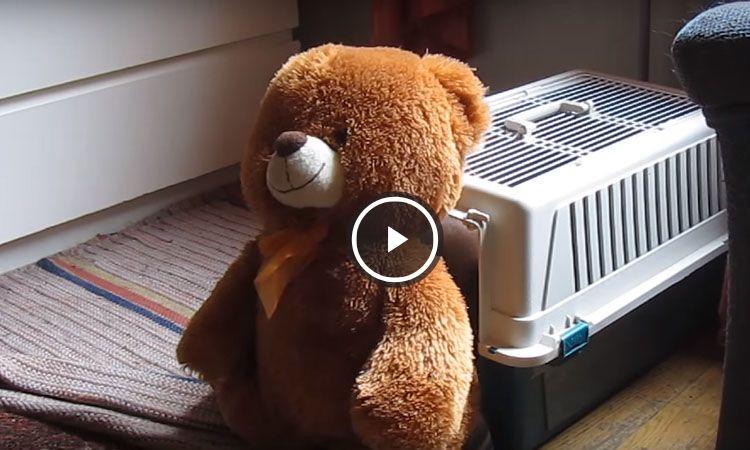 video perro mete oso gigante en su cama