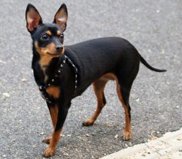 Pincher (pinscher miniatura)