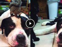 perro protege ardilla video