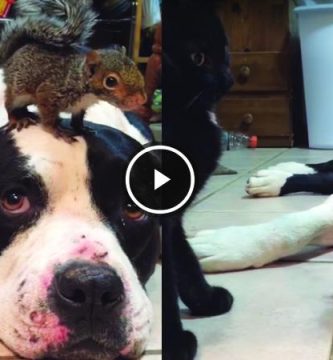 perro protege ardilla video