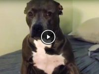 pitbull se hace el muerto
