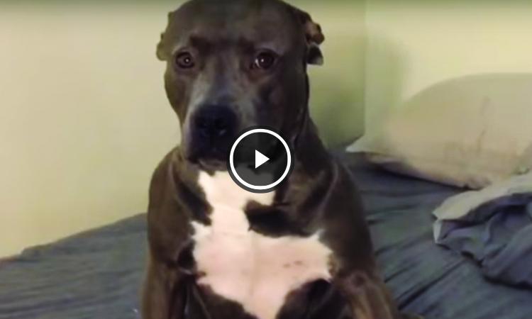 pitbull se hace el muerto