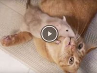 amistad entre rata y gato video