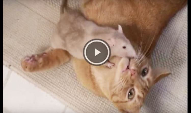 amistad entre rata y gato video