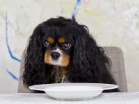recetas para perros