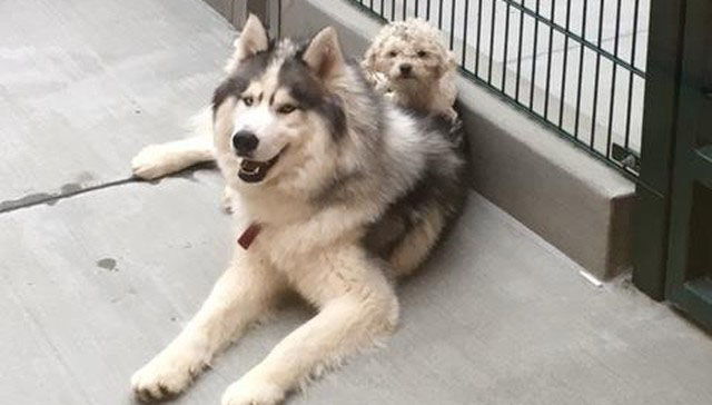 husky se lleva bien con otros perros