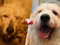 videos de rescates de perros