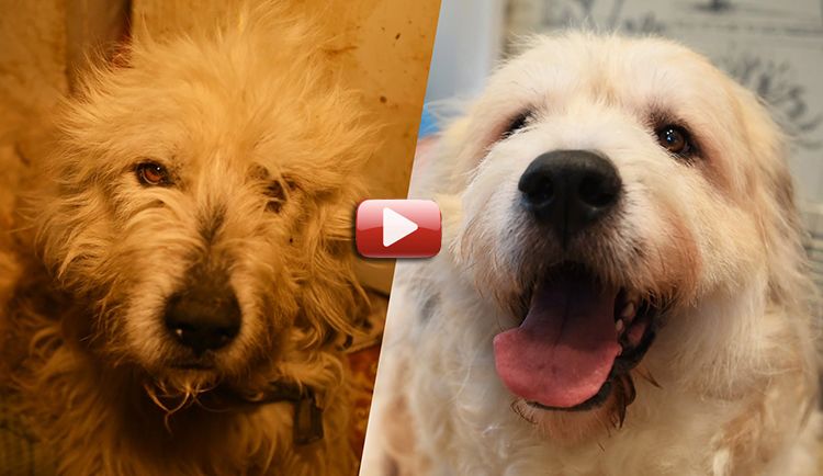 videos de rescates de perros
