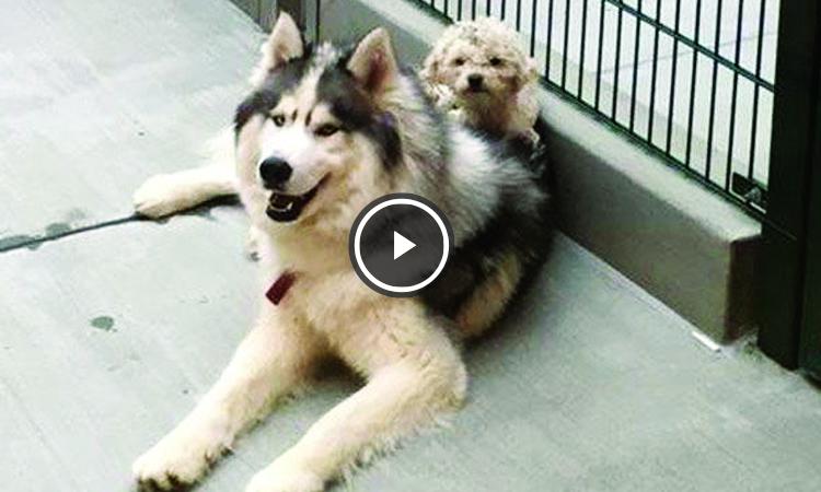 video perros rescatados