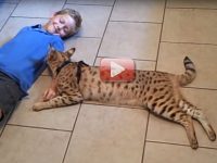 gato savannah video
