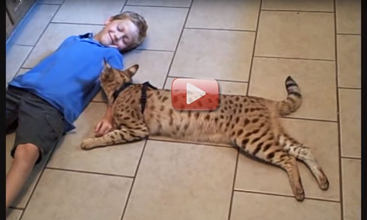 gato savannah video