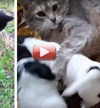 videos perritos tiernos