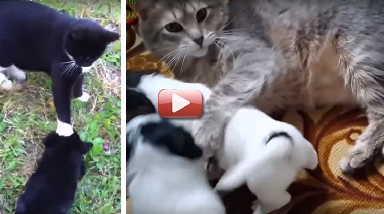 videos perritos tiernos